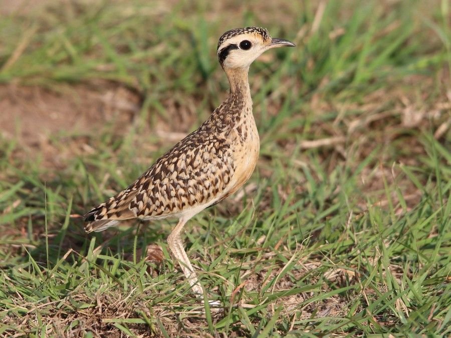 Temminck's Courser